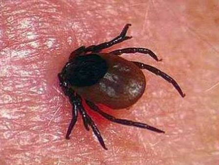 клещи.png клещи.png