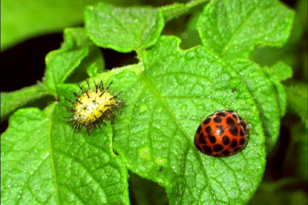 коровка.jpg коровка.jpg