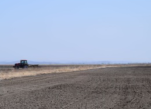 весенне-полевые.jpg весенне-полевые.jpg